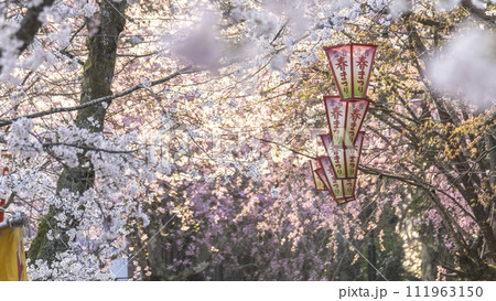桜満開の打吹公園(倉吉市) 桜満開の打吹公園(倉吉市) 111963150