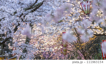 桜満開の打吹公園（倉吉市） 111963154