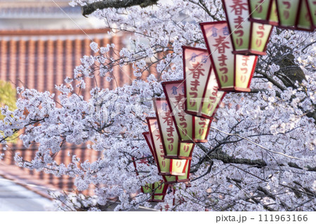 桜満開の打吹公園(倉吉市) 桜満開の打吹公園(倉吉市) 111963166