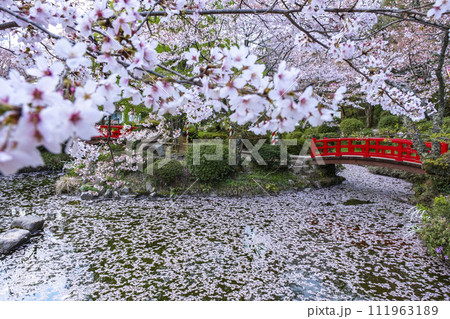 桜満開の打吹公園(倉吉市) 桜満開の打吹公園(倉吉市) 111963189