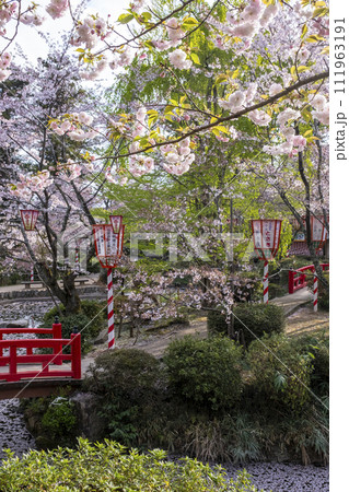 桜満開の打吹公園（倉吉市） 111963191