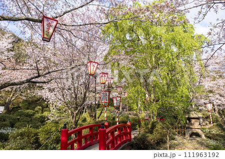 桜満開の打吹公園(倉吉市) 桜満開の打吹公園(倉吉市) 111963192