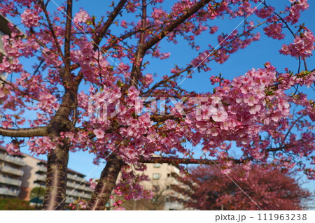 西志津多目的広場」 西志津多目的広場」 111963238