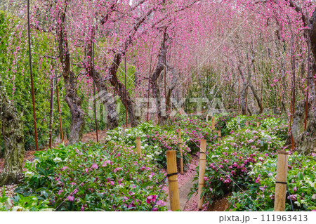 枝垂れ梅のトンネルとクリスマスローズ(大草山昇竜しだれ梅)静岡県浜松市 枝垂れ梅のトンネルとクリスマスローズ(大草山昇竜しだれ梅)静岡県浜松市 111963413