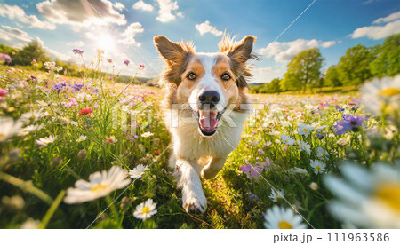 花畑を走る元気な犬 Generative AI	 111963586
