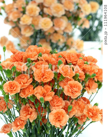 カーネーションの切り花 カーネーションの切り花 111964108