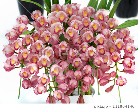 鉢植えのシンビジウム 鉢植えのシンビジウム 111964146