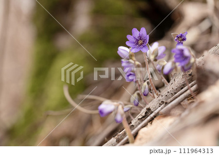 雪割草 ユキワリソウ 雪割草 ユキワリソウ 111964313
