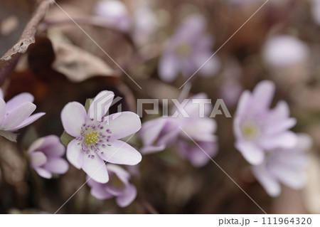 雪割草　ユキワリソウ 111964320