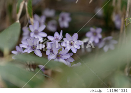 雪割草　ユキワリソウ 111964331