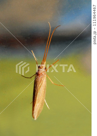 車の窓ガラスにとまった人形トビケラの成虫 車の窓ガラスにとまった人形トビケラの成虫 111964467