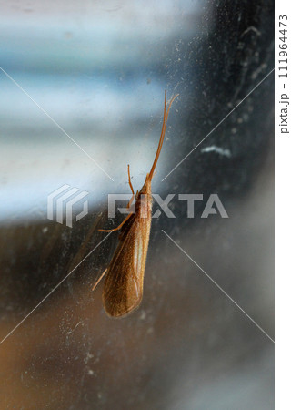 車の窓ガラスにとまった人形トビケラの成虫 111964473
