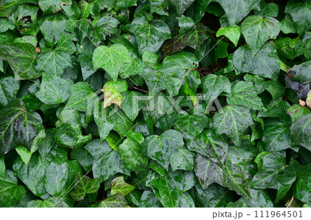 ヘデラへリックス 111964501