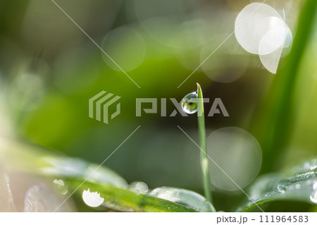 草の先に付いた水滴 草の先に付いた水滴 111964583