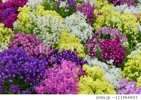 リナリア 111964603