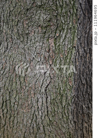 ヒマラヤ杉の幹 111964695