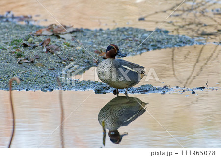 水辺のカモ科コガモ♂ 111965078