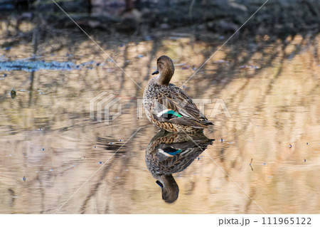 水辺のカモ科コガモ♀ 水辺のカモ科コガモ♀ 111965122