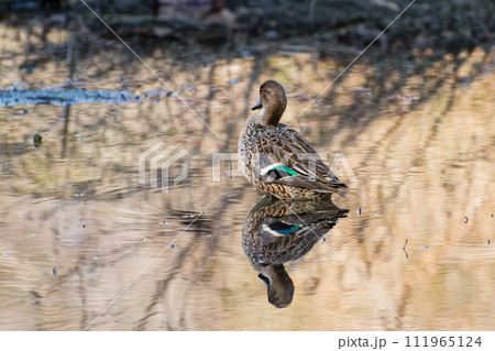 水辺のカモ科コガモ♀ 水辺のカモ科コガモ♀ 111965124