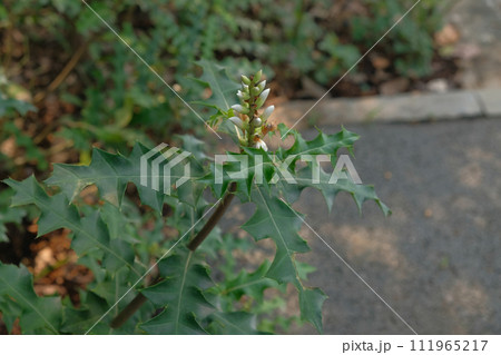 Sea holly or Acanthus ebracteatus 111965217