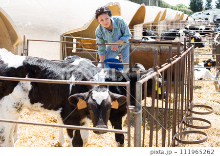 Interested Asian woman feeding small calves in cowshed 111965262