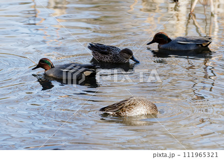 水辺のカモ科コガモ♂♀の群れ 水辺のカモ科コガモ♂♀の群れ 111965321