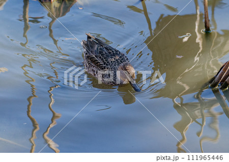 水辺のカモ科コガモ♀ 111965446
