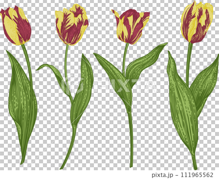 Set with tulip. Collection spring and summer flowers. Garden plants. Vintage hand drawn illustration. Engraving style. 111965562