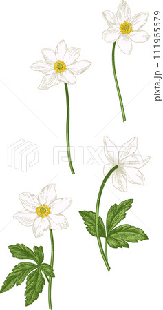 White animones. Set with wood anemones. Collection spring and summer flowers. Garden plants. Vintage hand drawn illustration. 111965579