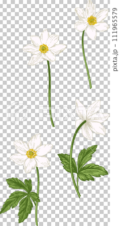 White animones. Set with wood anemones. Collection spring and summer flowers. Garden plants. Vintage hand drawn illustration. 111965579