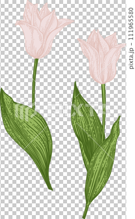 Two soft pink tulips. Collection spring and summer flowers. Garden plants. Vintage hand drawn illustration. 111965580