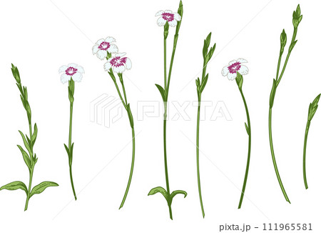 Carnations. Set with carnations. Collection spring and summer flowers. Garden plants. Vintage hand drawn illustration. 111965581