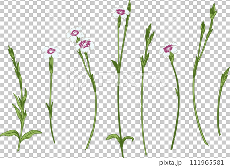 Carnations. Set with carnations. Collection spring and summer flowers. Garden plants. Vintage hand drawn illustration. 111965581
