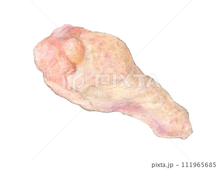 鶏肉（手羽元）水彩色鉛筆イラスト 111965685