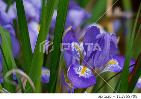 園芸種　アヤメ科カンザキアヤメの花 111965709