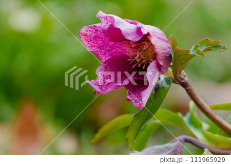 冬に開花するキンポウゲ科クリスマスローズ 冬に開花するキンポウゲ科クリスマスローズ 111965929