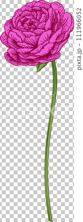 Bud ranunculus. Spring and summer flowers. Garden plants. Vintage hand drawn illustration. Pink. Art line style. Bud ranunculus. Spring and summer flowers. Garden plants. Vintage hand drawn illustration. Pink. Art line style. 111966052