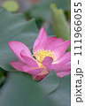蓮の花 111966055