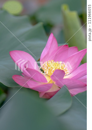 蓮の花 蓮の花 111966055