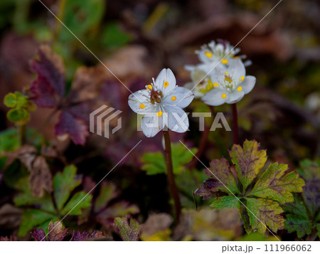 キンポウゲ科バイカオウレンの開花 111966062