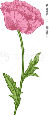 Pink poppy. Spring and summer flowers. Garden plants. Vintage hand drawn illustration. 111966070
