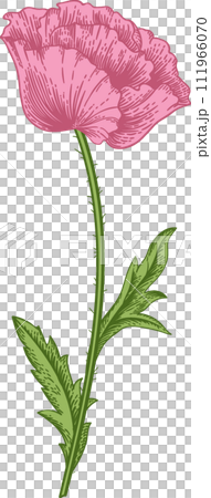 Pink poppy. Spring and summer flowers. Garden plants. Vintage hand drawn illustration. 111966070