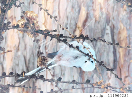 エゾシマエナガ北海道三大かわいい動物です 111966282