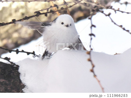 エゾシマエナガ北海道三大かわいい動物です 111966283