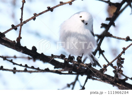 エゾシマエナガ北海道三大かわいい動物です エゾシマエナガ北海道三大かわいい動物です 111966284