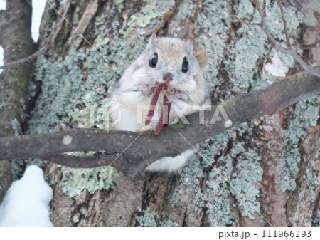エゾモモンガ北海道三大かわいい動物です エゾモモンガ北海道三大かわいい動物です 111966293