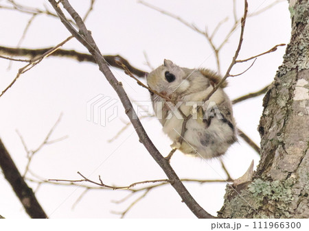 エゾモモンガ北海道三大かわいい動物です 111966300