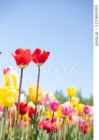 青空とチューリップ畑の縦構図背景 111966495