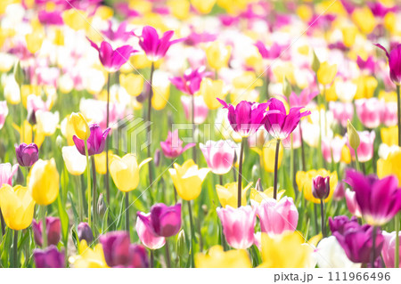 カラフルなチューリップ畑のぼかし背景 カラフルなチューリップ畑のぼかし背景 111966496