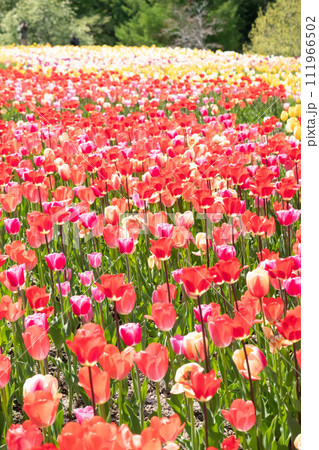 赤が多めなチューリップ畑のぼかし背景 縦構図 111966502